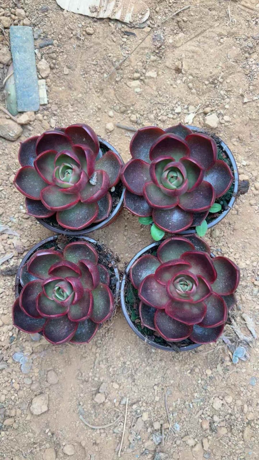 多肉植物 Z1631 レッドライト 18株 抜き苗 エケベリア セダム