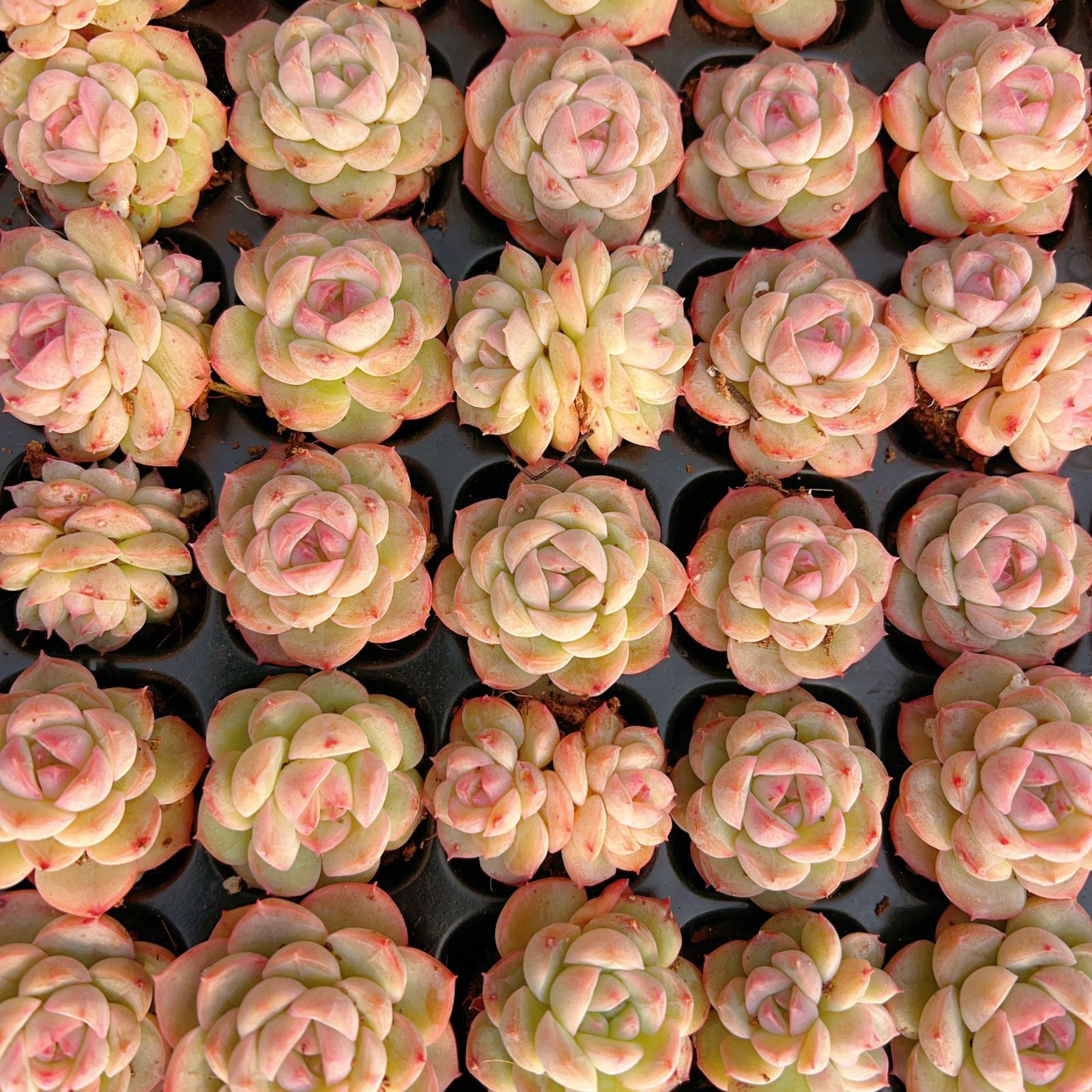 新発売 M344 スタールー 128苗セット 土と根付き 多肉植物 エケベリア