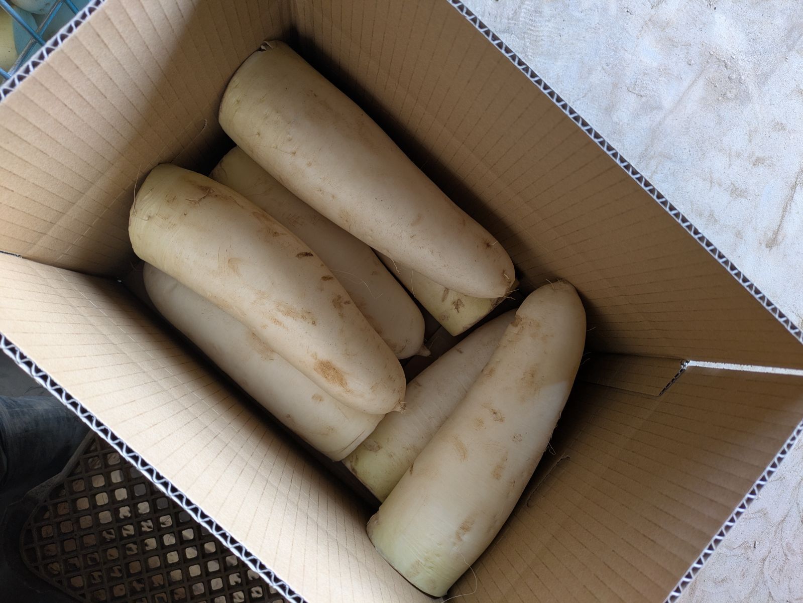 規格外大根 100kg ショップ