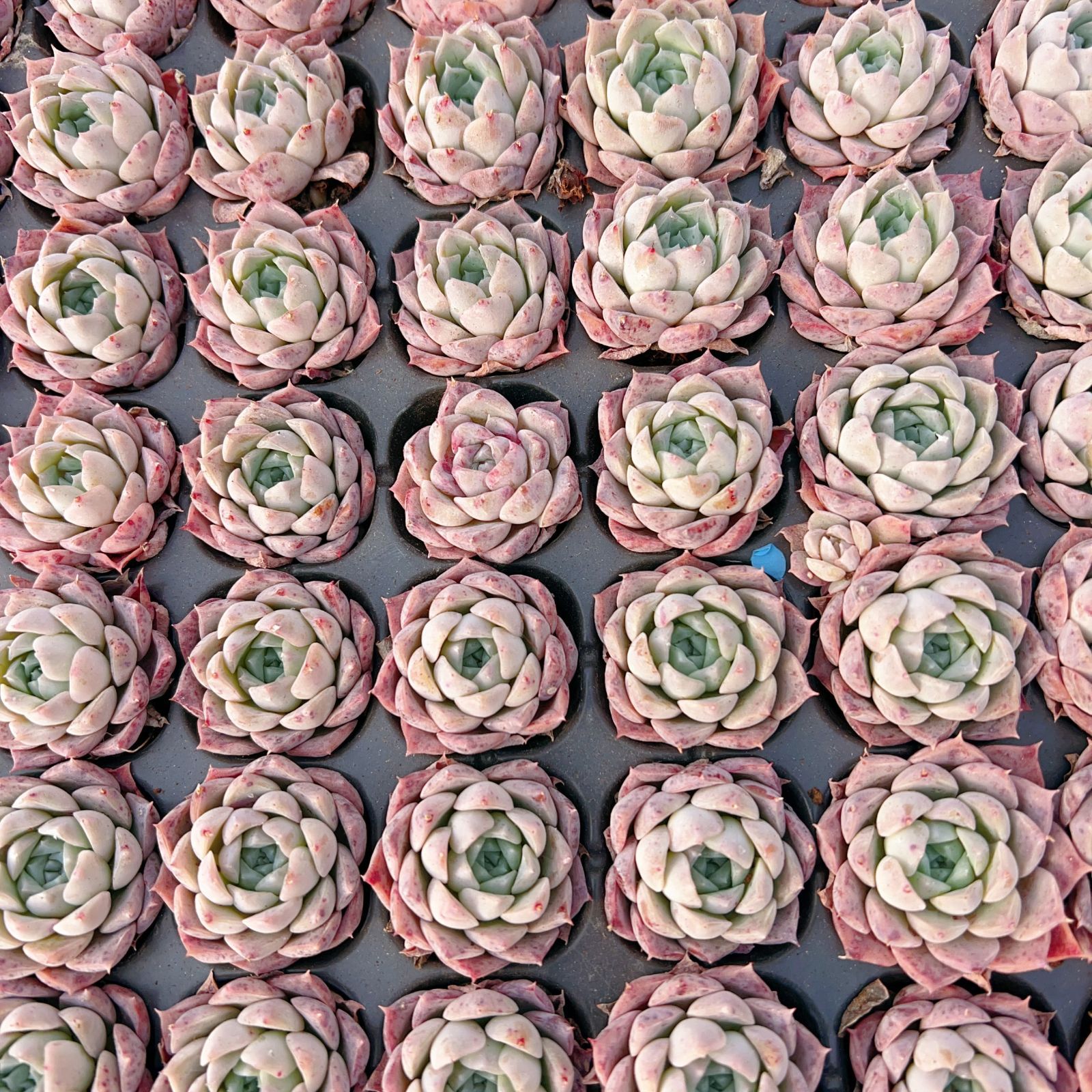 新発売 M403 ポセイドン 105苗セット 土と根付き 多肉植物 エケベリア