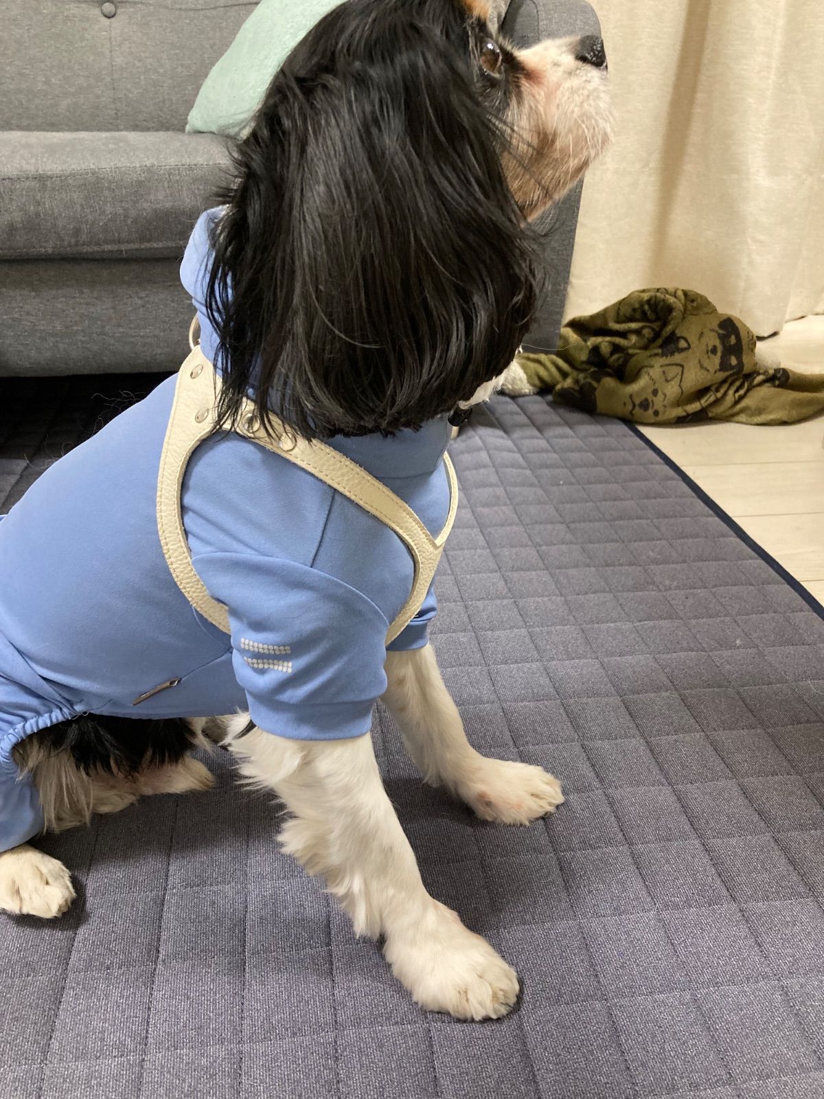 ハーネス　本革ハンドメイド　5号　新品未使用 本革ハーネス 新品未使用 革職人ハンドメイド 5号 - メルカリ