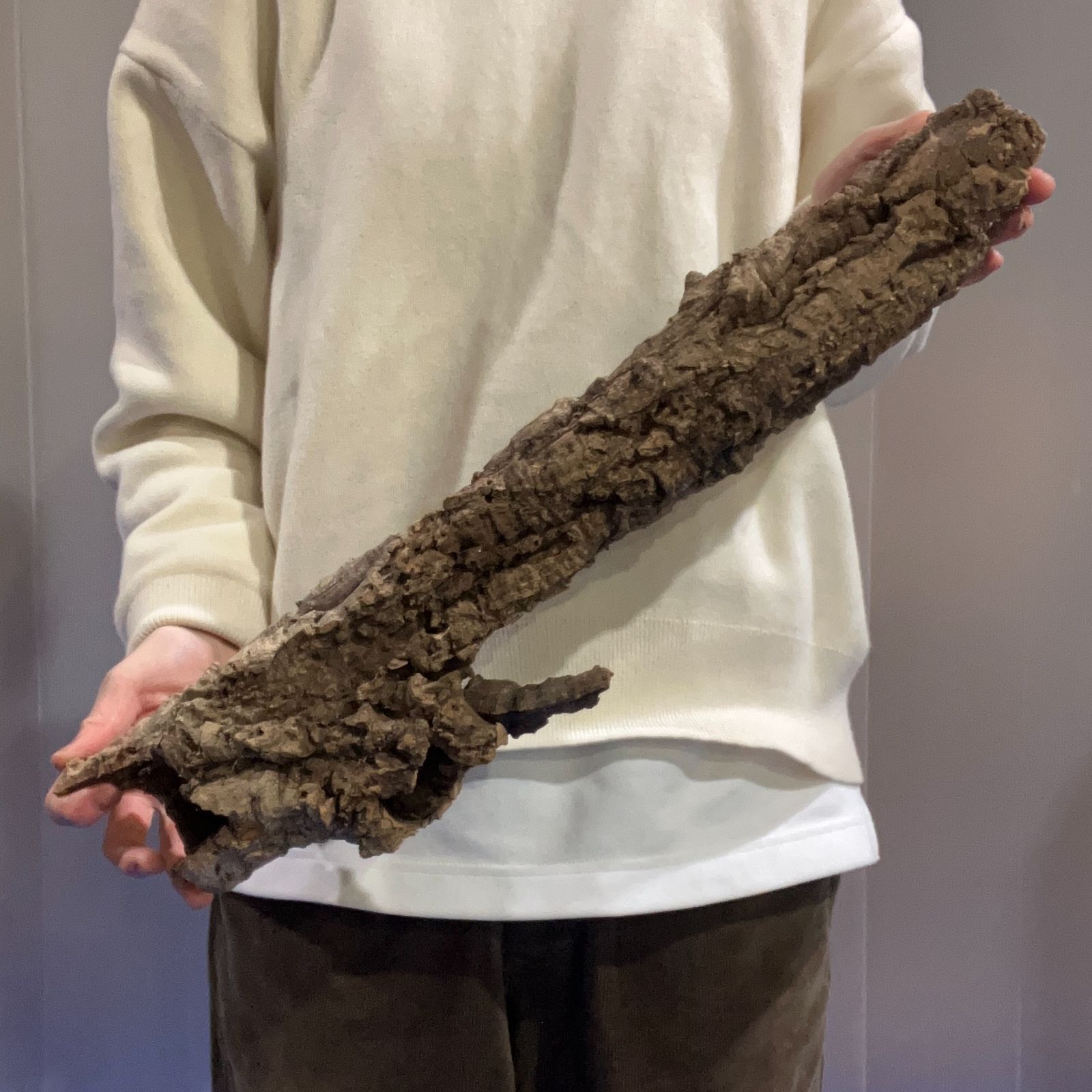 コルク樹皮 エアプランツ 最高品質！ コウモリ エア コウモリラン