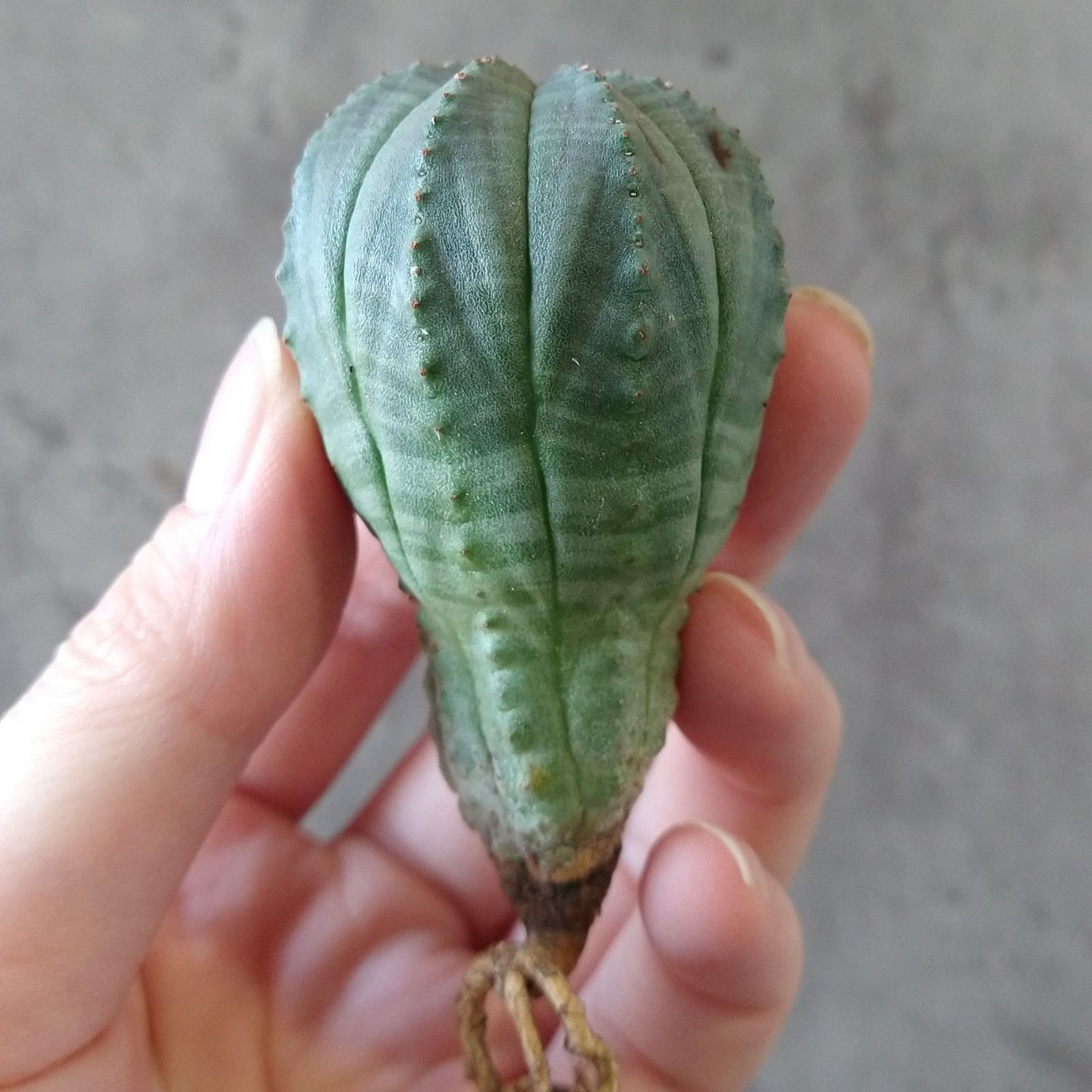 ぽ*ん様 B15843★オークション★ 超巨大7cm株！ユーフォルビア オベサ ぽ*ん様 B15843☆オークション☆ 超巨大7cm株！ユーフォルビア オベサ