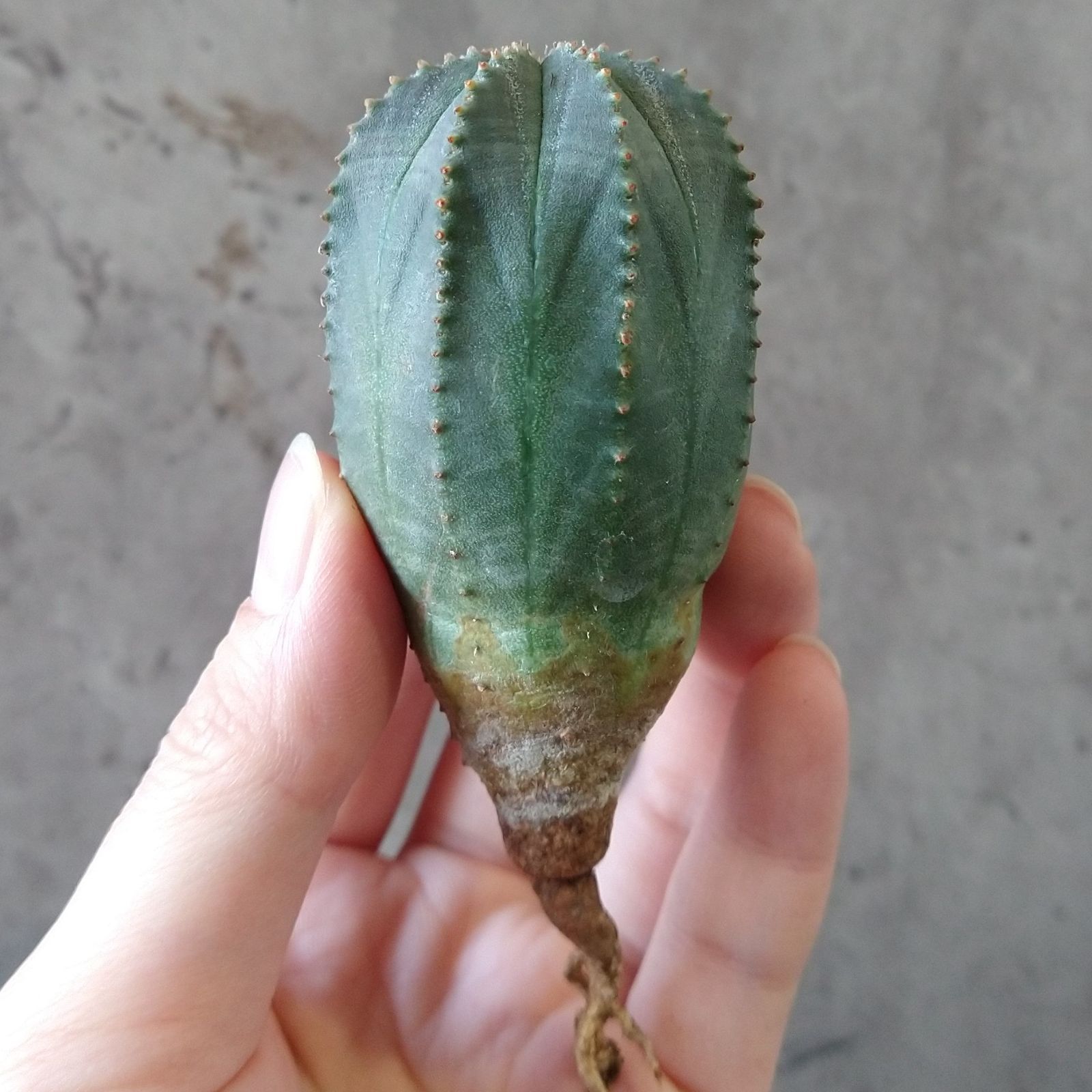 B17114☆大特価☆ 超巨大株 ユーフォルビア オベサ - メルカリ