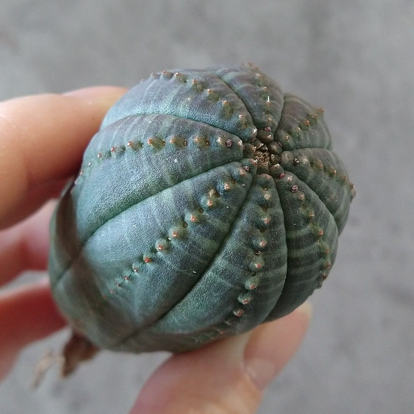 B17117☆大特価☆ 超巨大株 ユーフォルビア オベサ - メルカリ