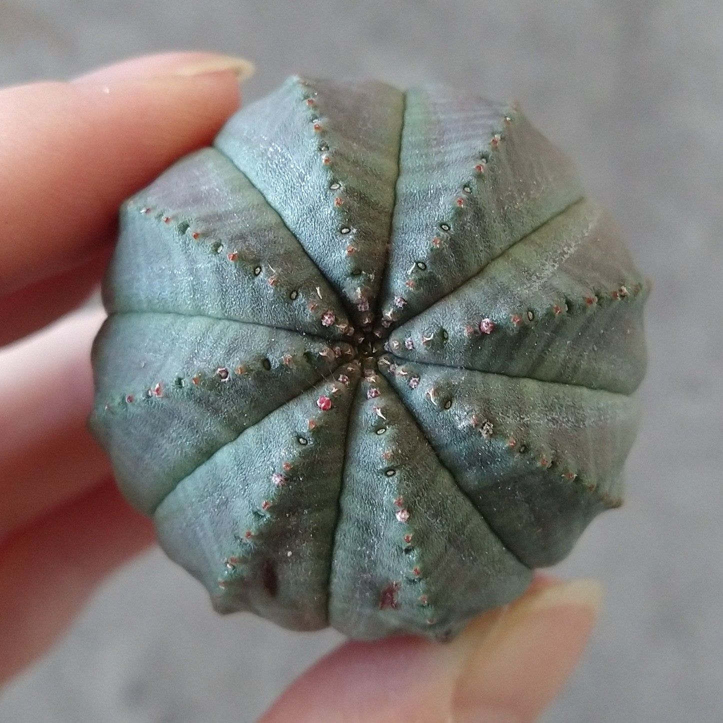 B17118☆大特価☆ 超巨大株 ユーフォルビア オベサ - メルカリ