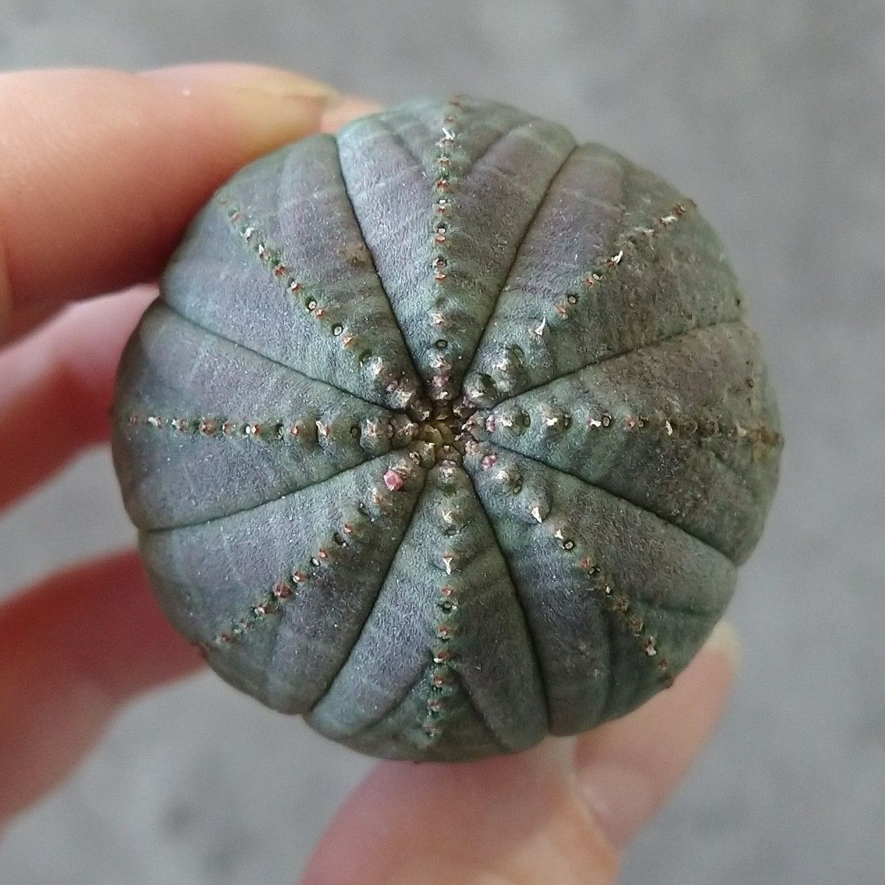 B17119☆大特価☆ 超巨大株 ユーフォルビア オベサ - メルカリ