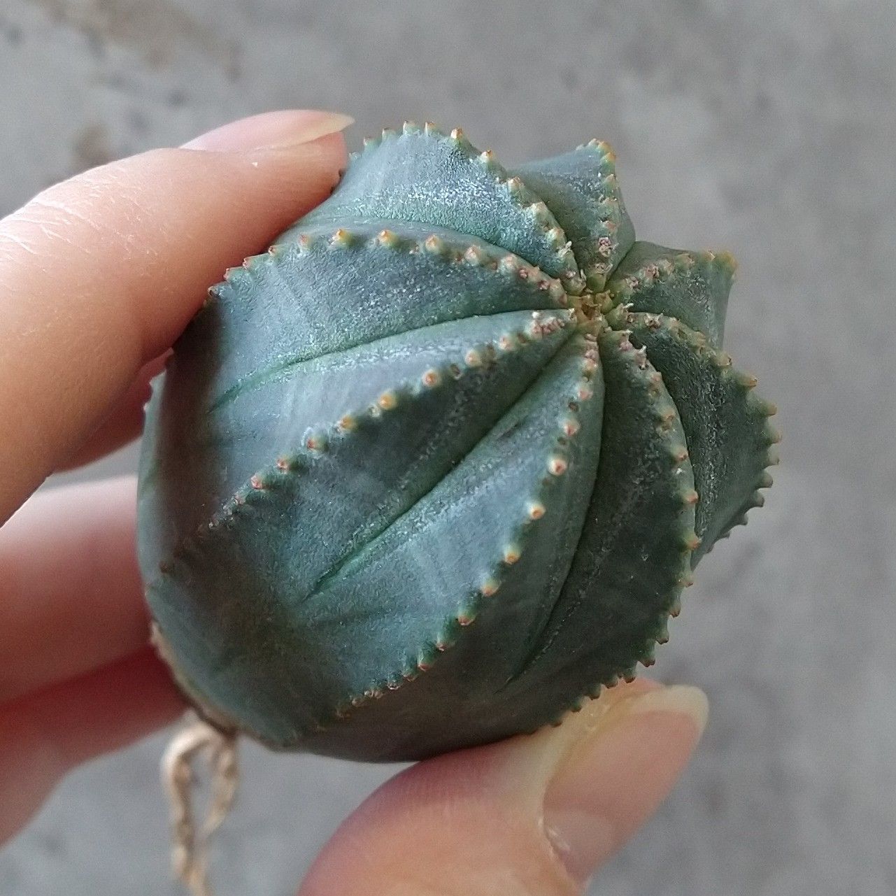 ぽ*ん様 B15843★オークション★ 超巨大7cm株！ユーフォルビア オベサ き*ん様 B17272☆オークション販売☆ ユーフォルビア オベサ 大株！大