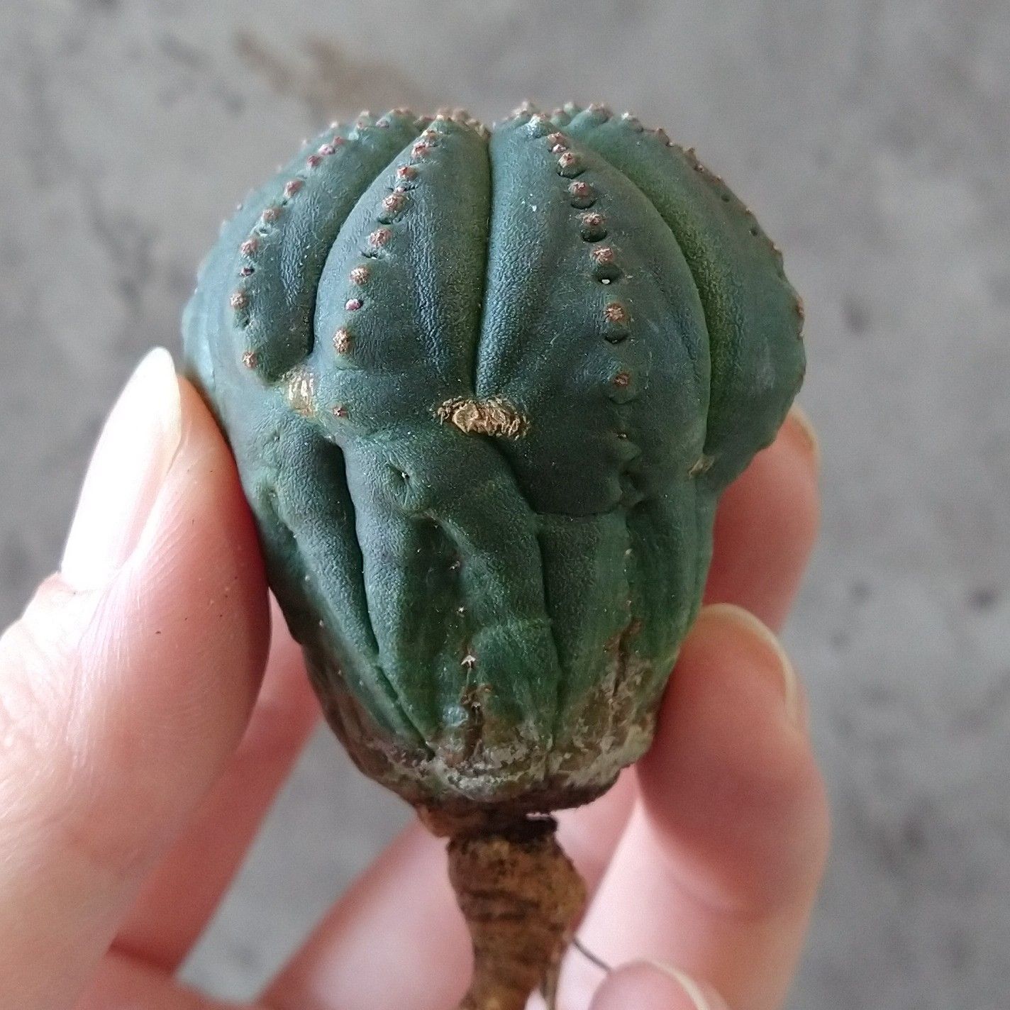 k*︎様 B15701★オークション★ユーフォルビア オベサ 超巨大ヴィンテージ k*︎様 B15701☆オークション☆ユーフォルビア オベサ 超巨大