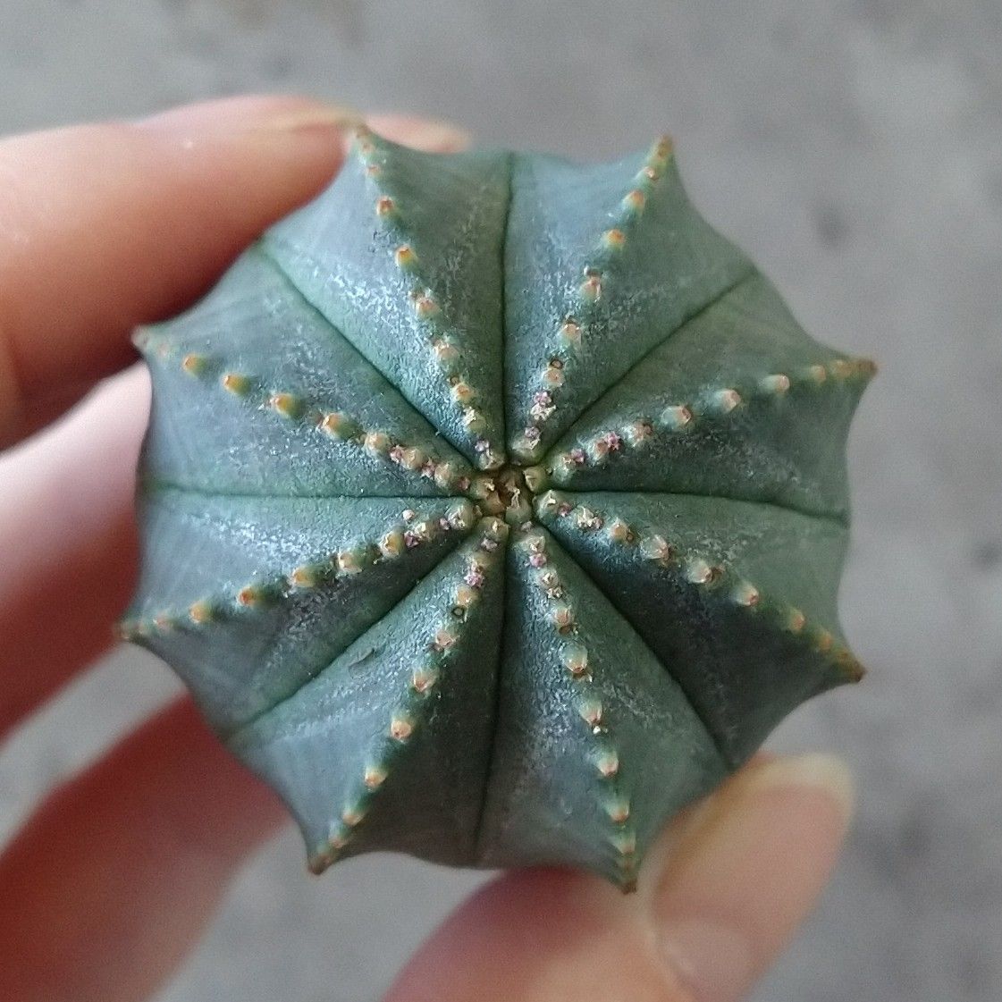 B17114☆大特価☆ 超巨大株 ユーフォルビア オベサ - メルカリ