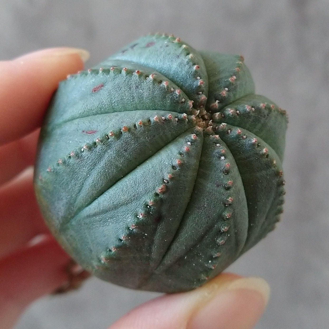 B17124☆大特価☆ 超巨大株 ユーフォルビア オベサ - メルカリ