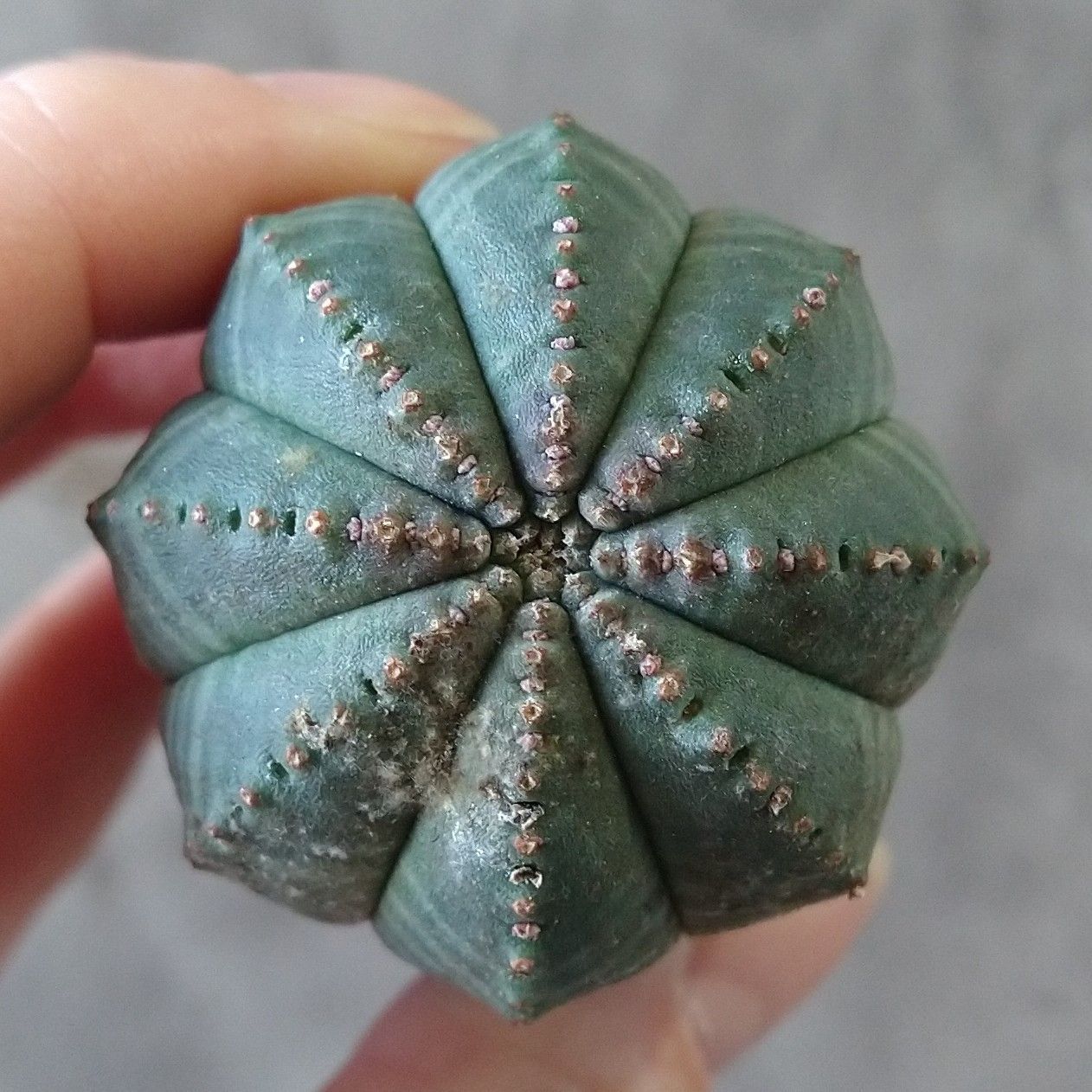 B17127☆大特価☆ 超巨大株 ユーフォルビア オベサ - メルカリ