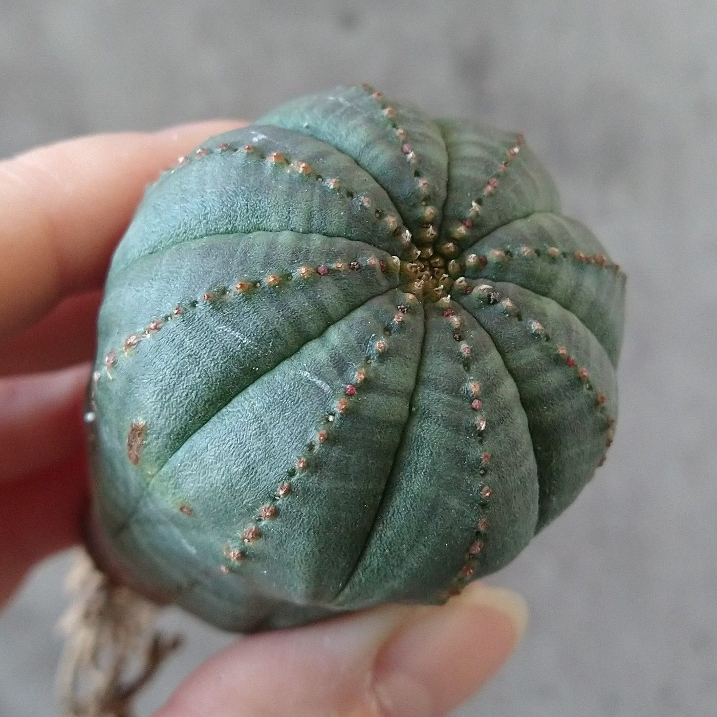 B17131☆大特価☆ 超巨大株 ユーフォルビア オベサ - メルカリ