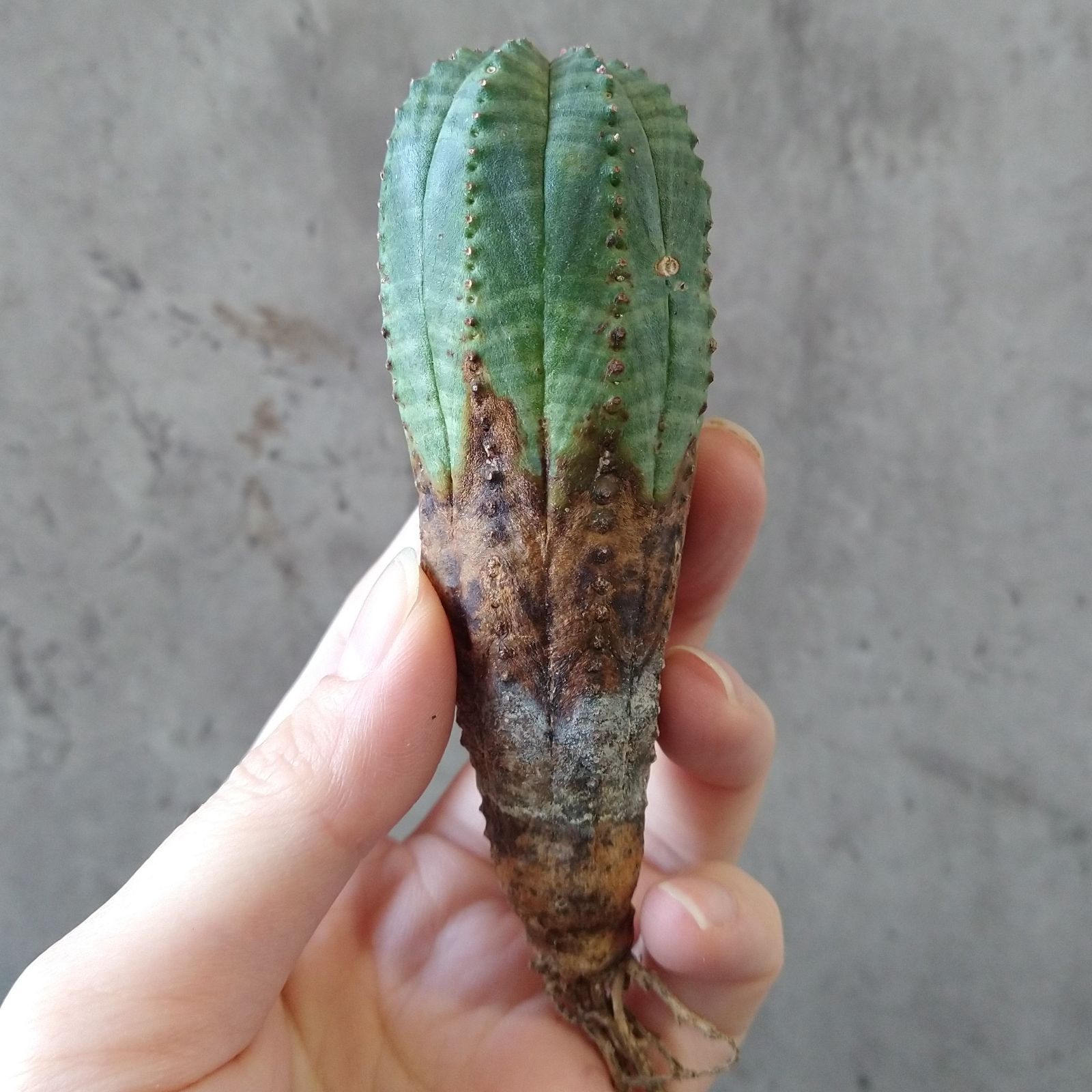 B17116☆大特価☆ 超巨大株 ユーフォルビア オベサ - メルカリ