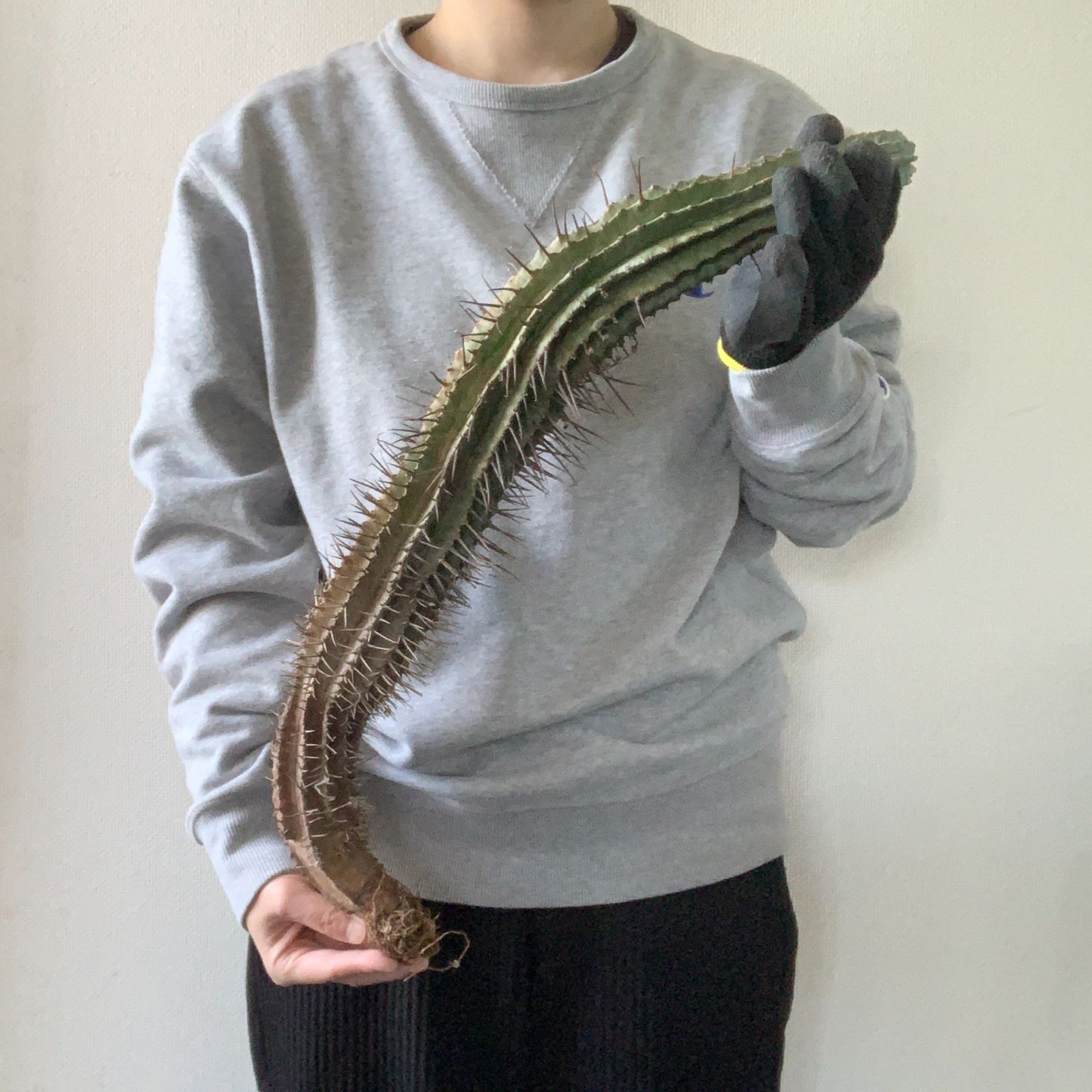 B17318 極上SS級！超巨大株！！数量限定販売！！イタリア産