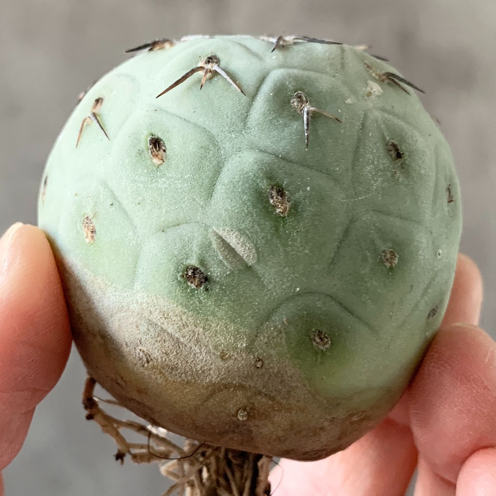 ゲオメトリクス＆valiem B17370【SS級！極上特選株！！】テフロカクタス ゲオメトリクス 棘無し