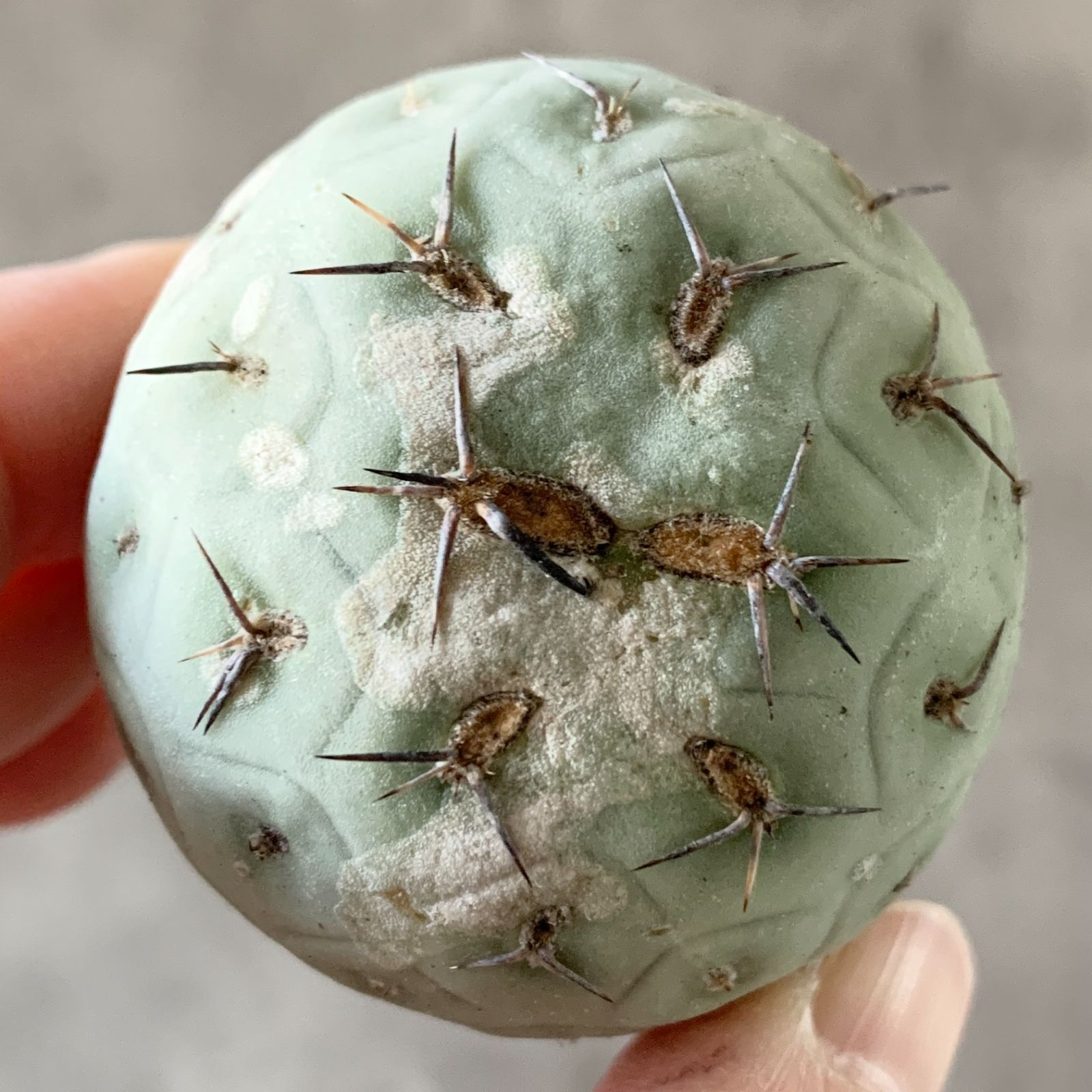 B17370【SS級！極上特選株！！】テフロカクタス ゲオメトリクス 棘無し