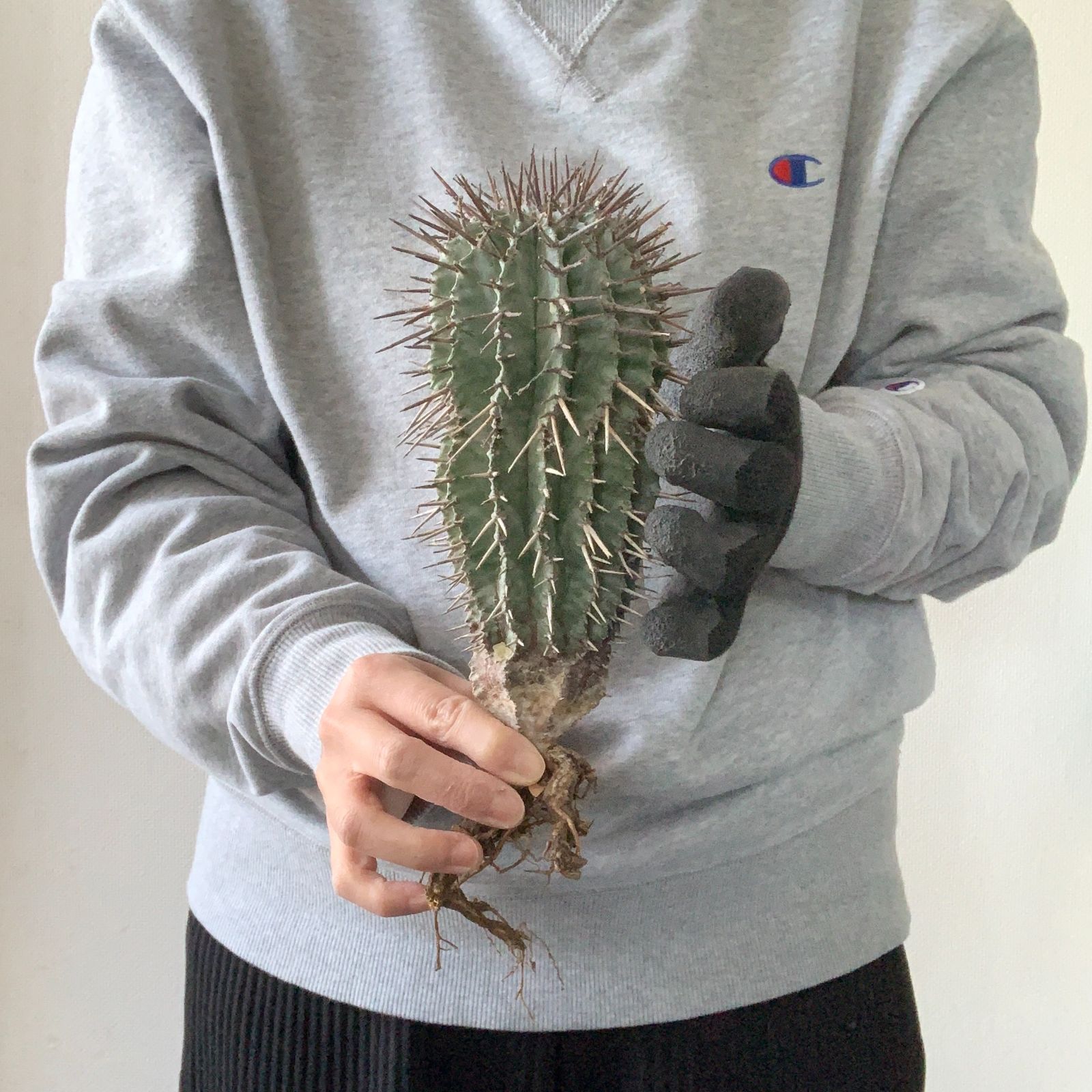 B17321 極上SS級！超巨大株！！数量限定販売！！イタリア産