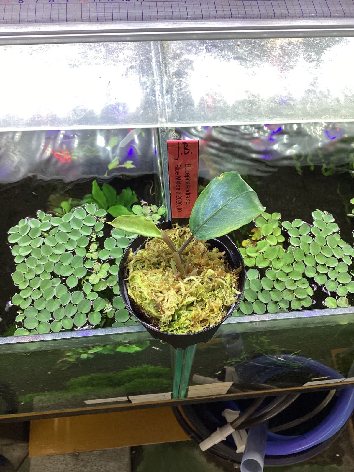 ブセファランドラsp.ブルーメロンⅡ Bucephalandra sp.Blue melonⅡ JB