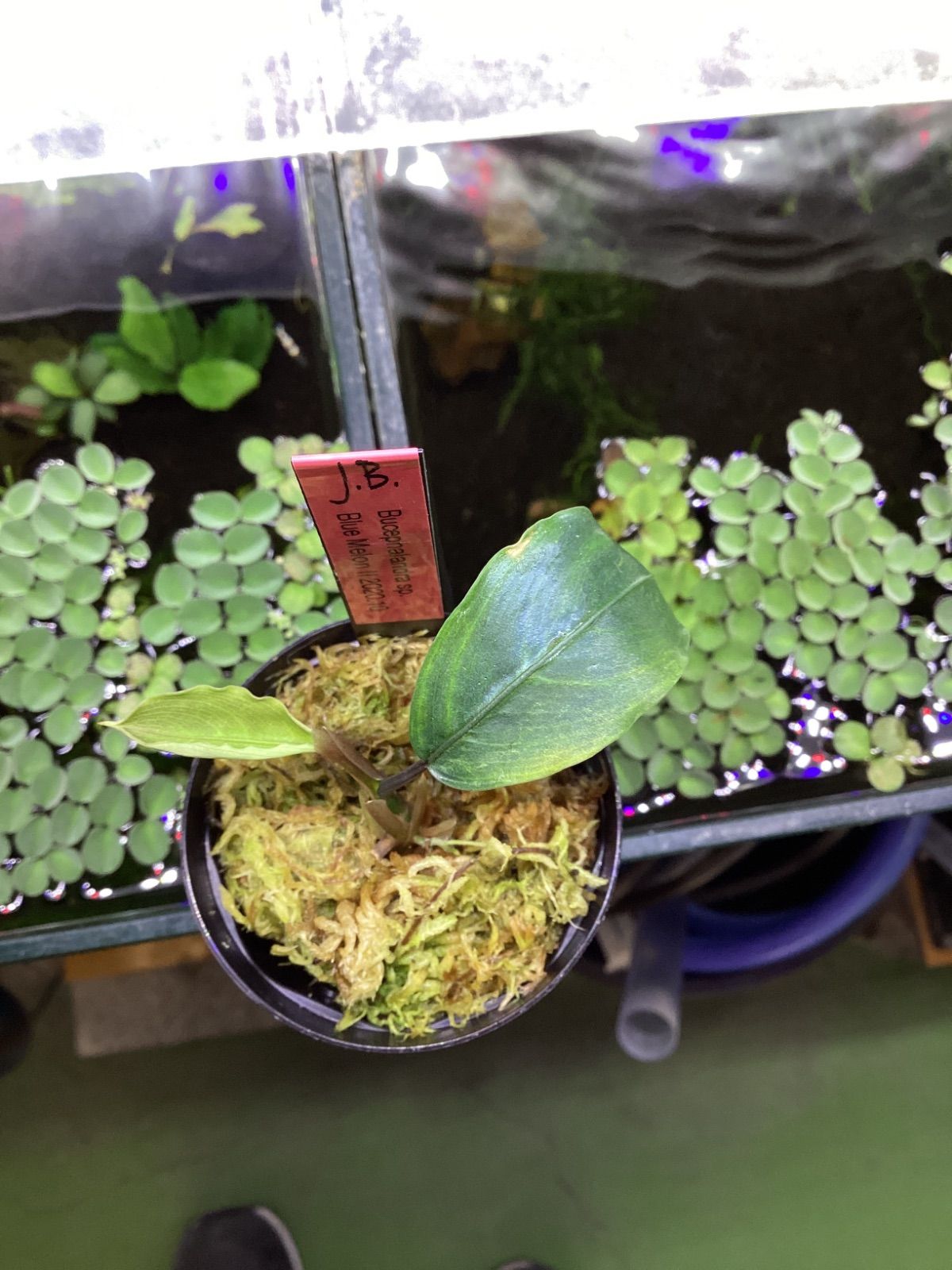 ブセファランドラsp.ブルーメロンⅡ Bucephalandra sp.Blue melonⅡ JB