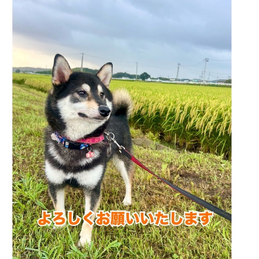 令和7年産】宮城登米産 ひとめぼれ・つきあかり玄米20kg食べ比べセット
