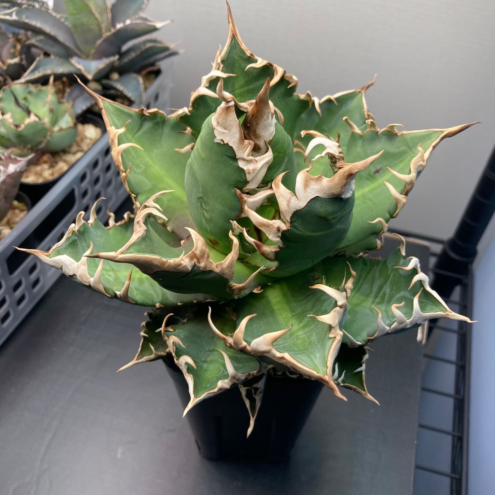 ⑦ アガベ チタノタ オテロイ レッドキャットウィーズル - メルカリ