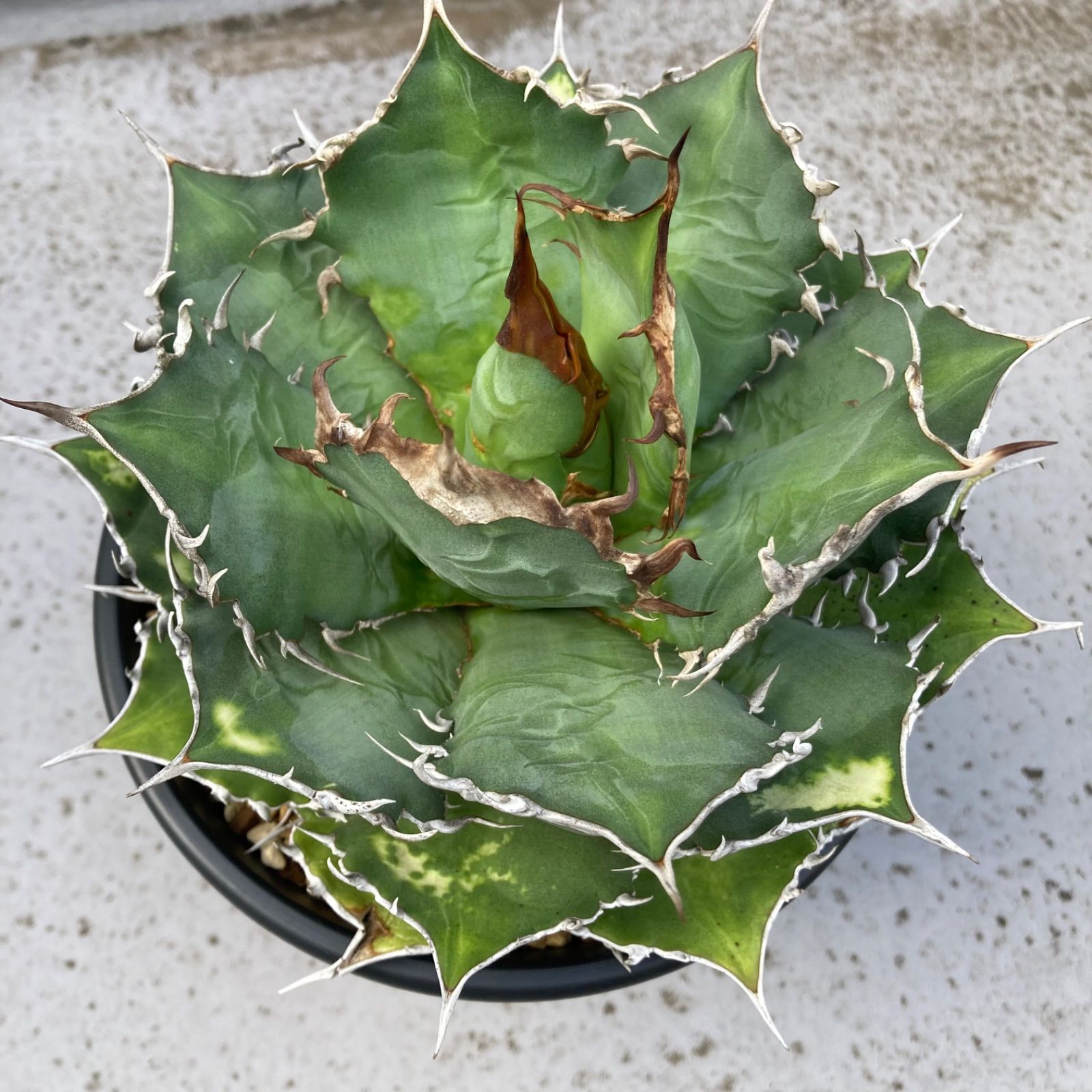 アガベ シチリア産　選抜　チタノタ　オテロイ　オアハカ アガベ シチリア産 選抜 ノーネーム チタノタ オテロイ オアハカ