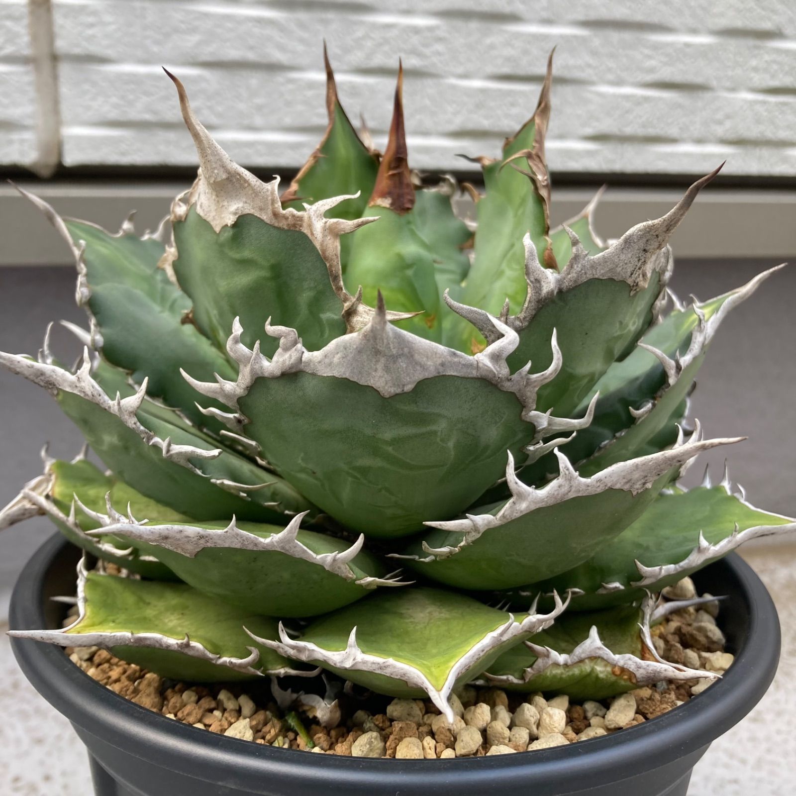 は*こ様 アガベ 親株　大株　セット売り 特価】アガベ 大株 選抜株 有望株 オアハカ Agave チタノタ オテロイ