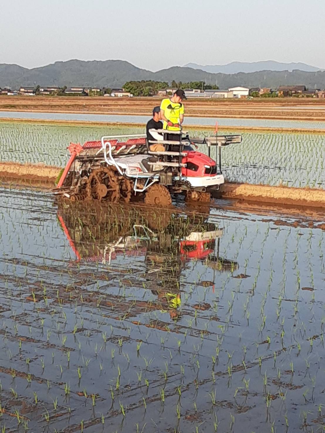 特別栽培米新潟県産ミルキークイーン15k 食品 特別栽培米新潟県産ミルキークイーン15k