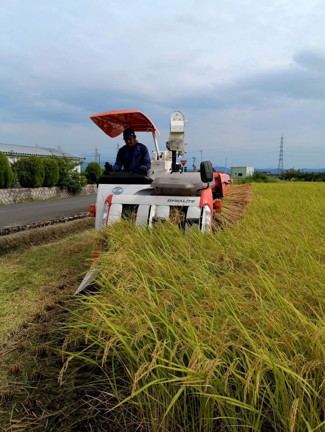 特別栽培米新潟県産ミルキークイーン15k 食品 特別栽培米新潟県産ミルキークイーン15k