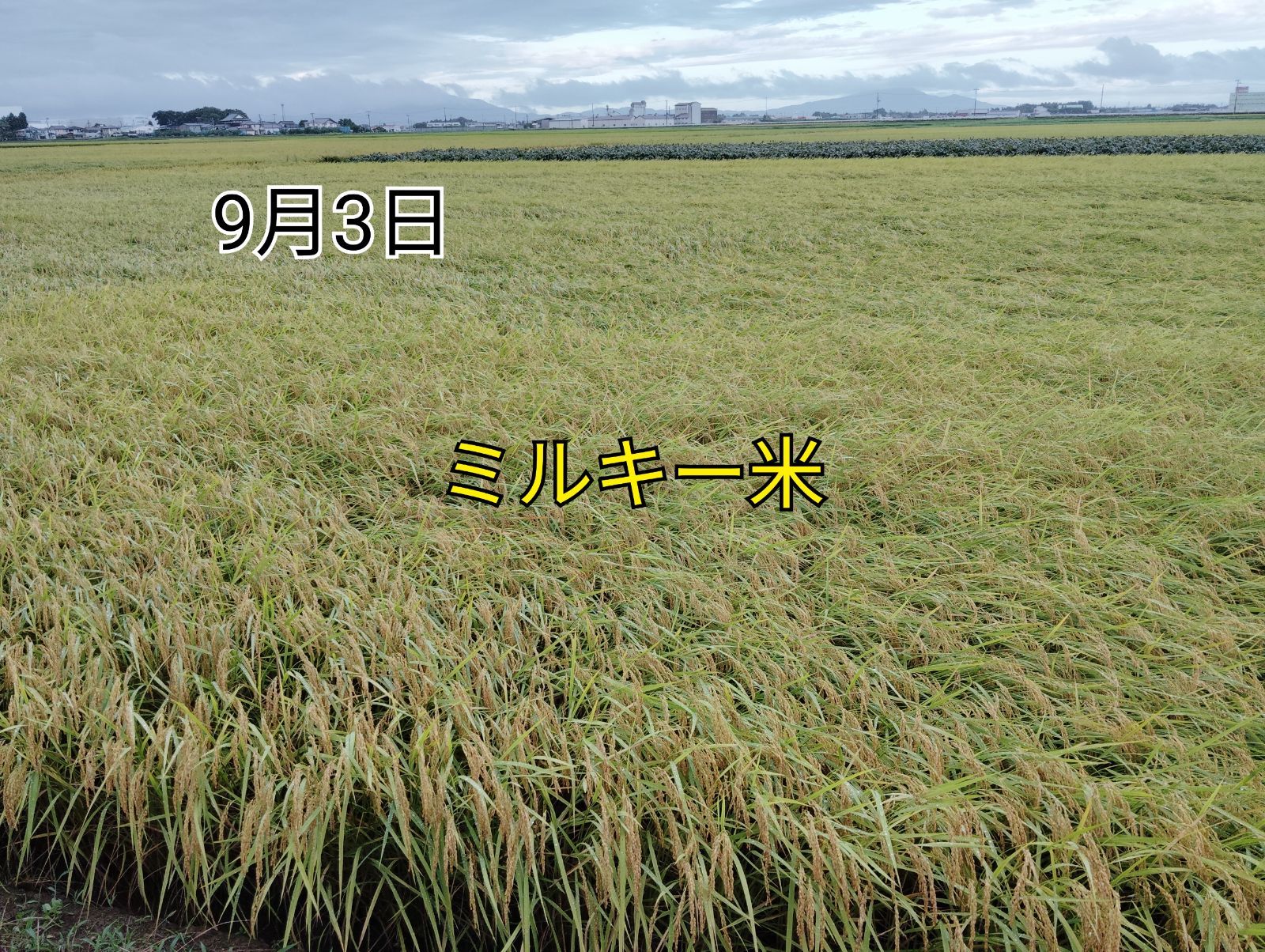 食品 特別栽培米新潟県産ミルキークイーン15k