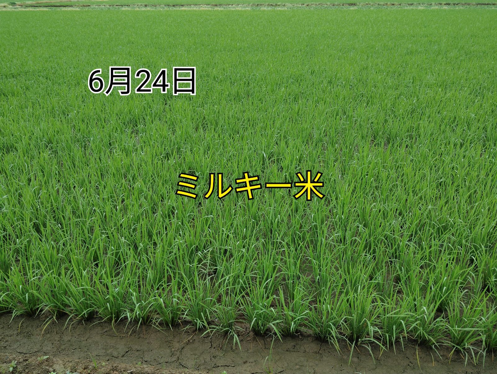 食品 特別栽培米新潟県産ミルキークイーン15k