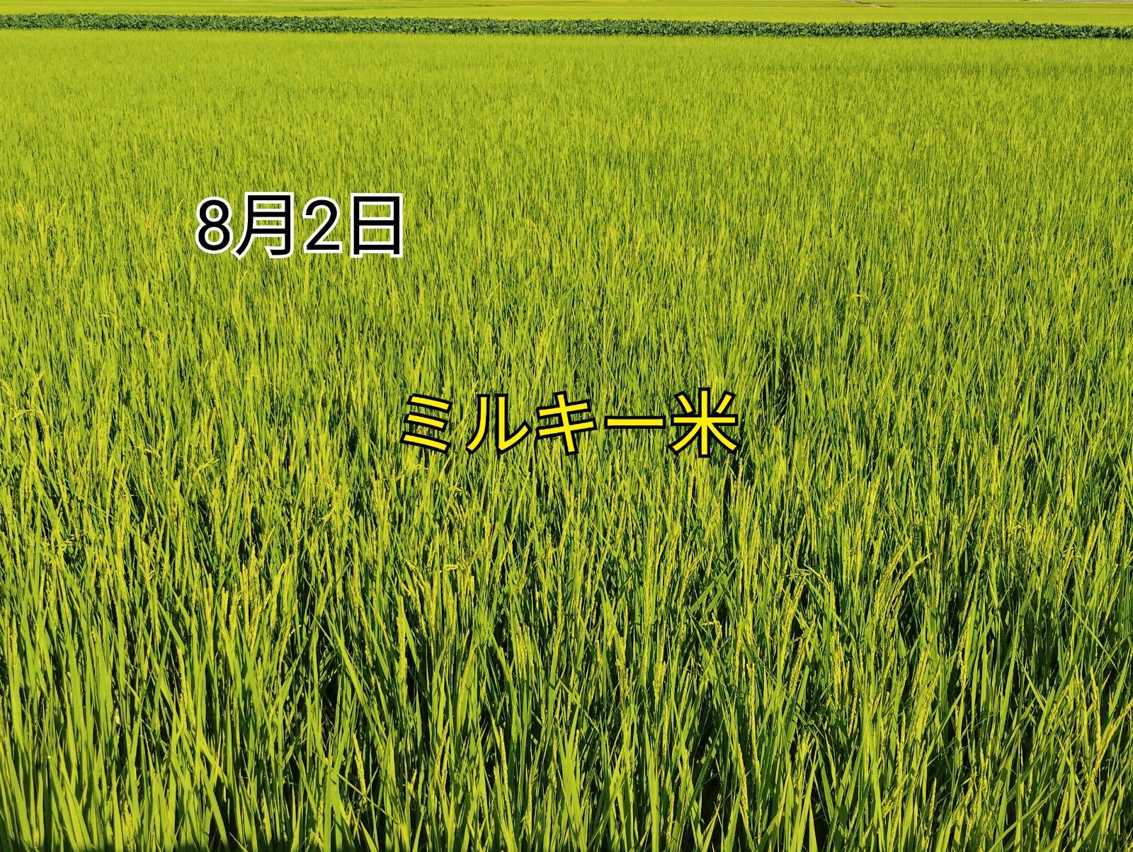 食品 特別栽培米新潟県産ミルキークイーン15k