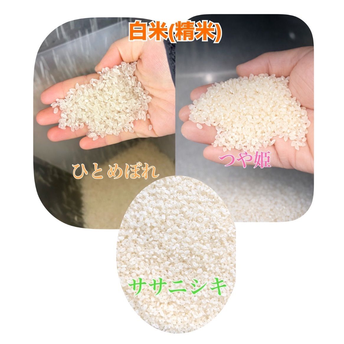 令和7年産 宮城登米産 ひとめぼれ・ササニシキ食べ比べ20kg 玄米