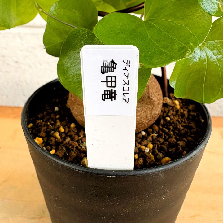 塊根植物】今が生育期！ 亀甲竜 冬型 2.5号 プラ鉢 コーデックス