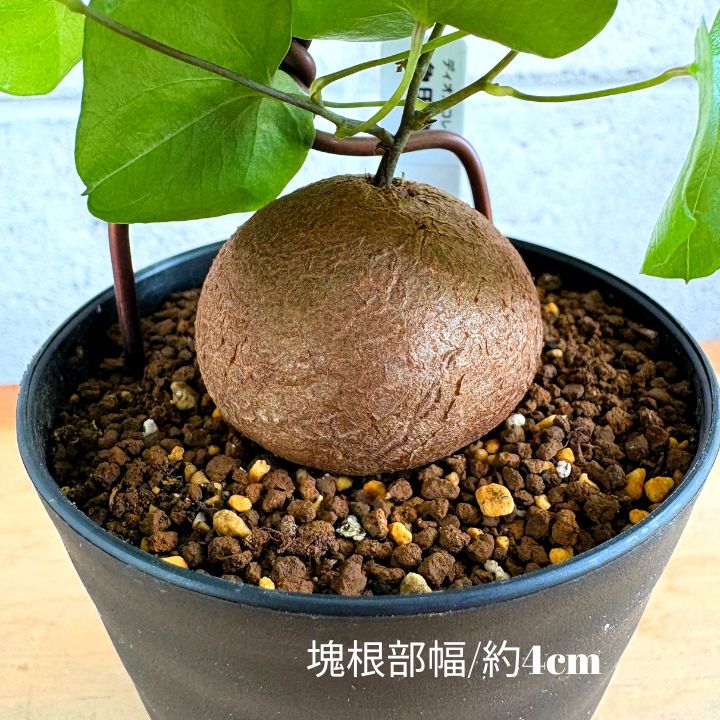 塊根植物】今が生育期！ 亀甲竜 冬型 2.5号 プラ鉢 コーデックス