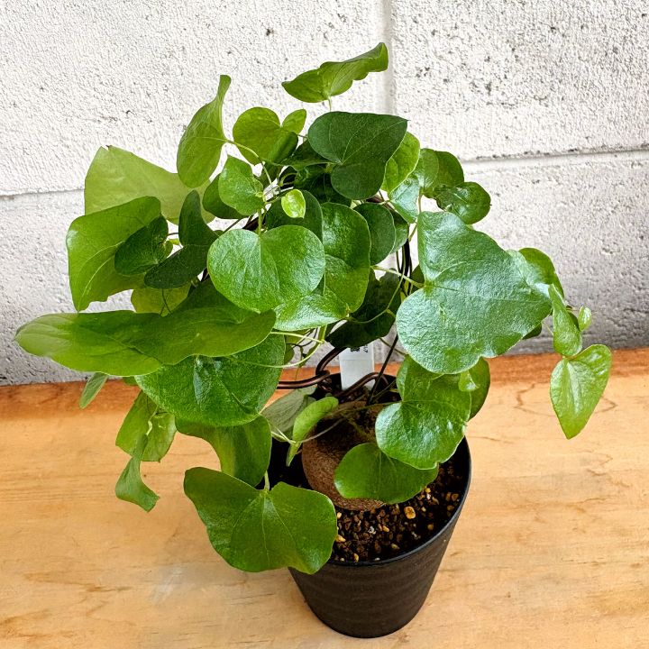 塊根植物】今が生育期！ 亀甲竜 冬型 2.5号 プラ鉢 コーデックス