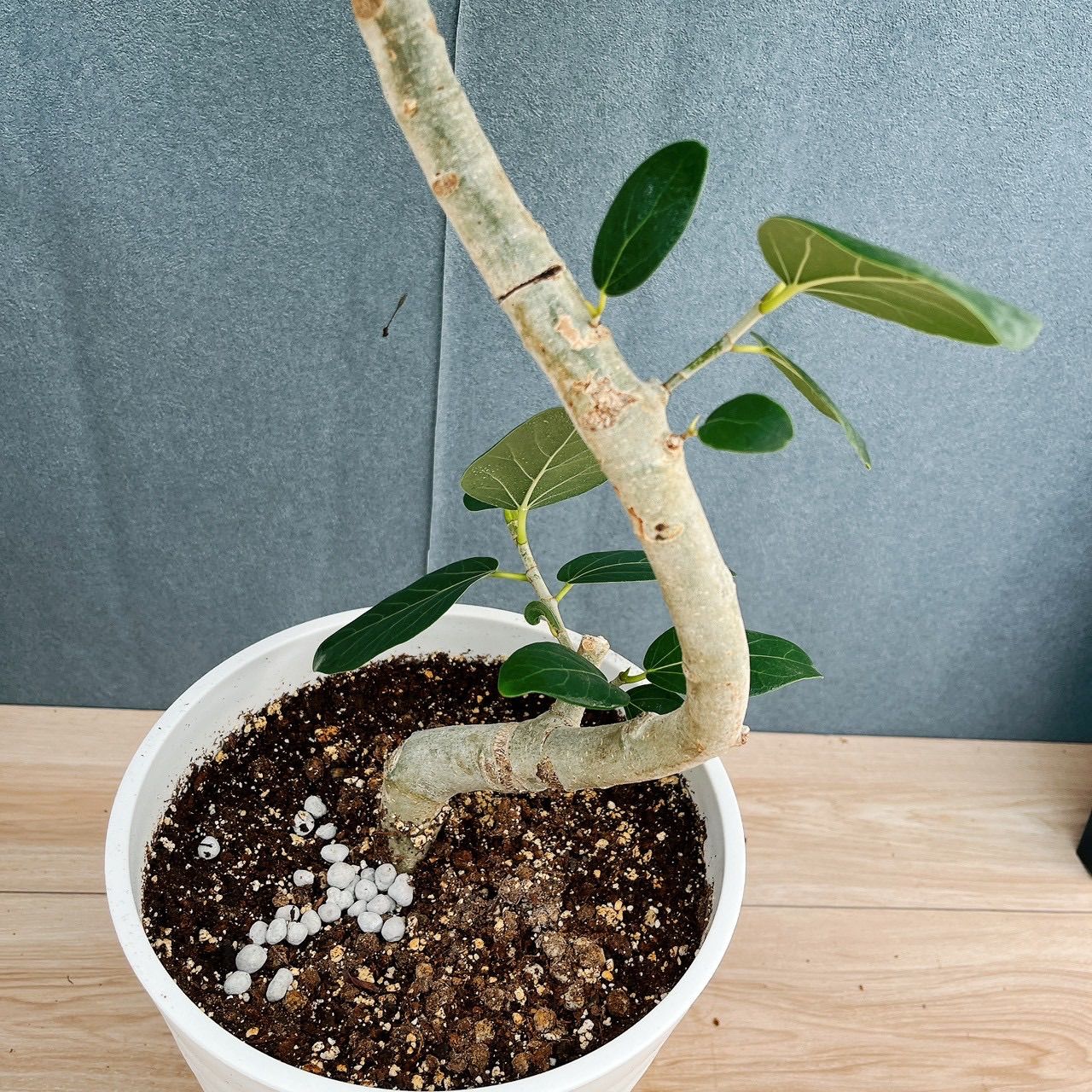 現品］A1 フィカス ベンガレンシス 曲がり 8号 観葉植物 室内 大型