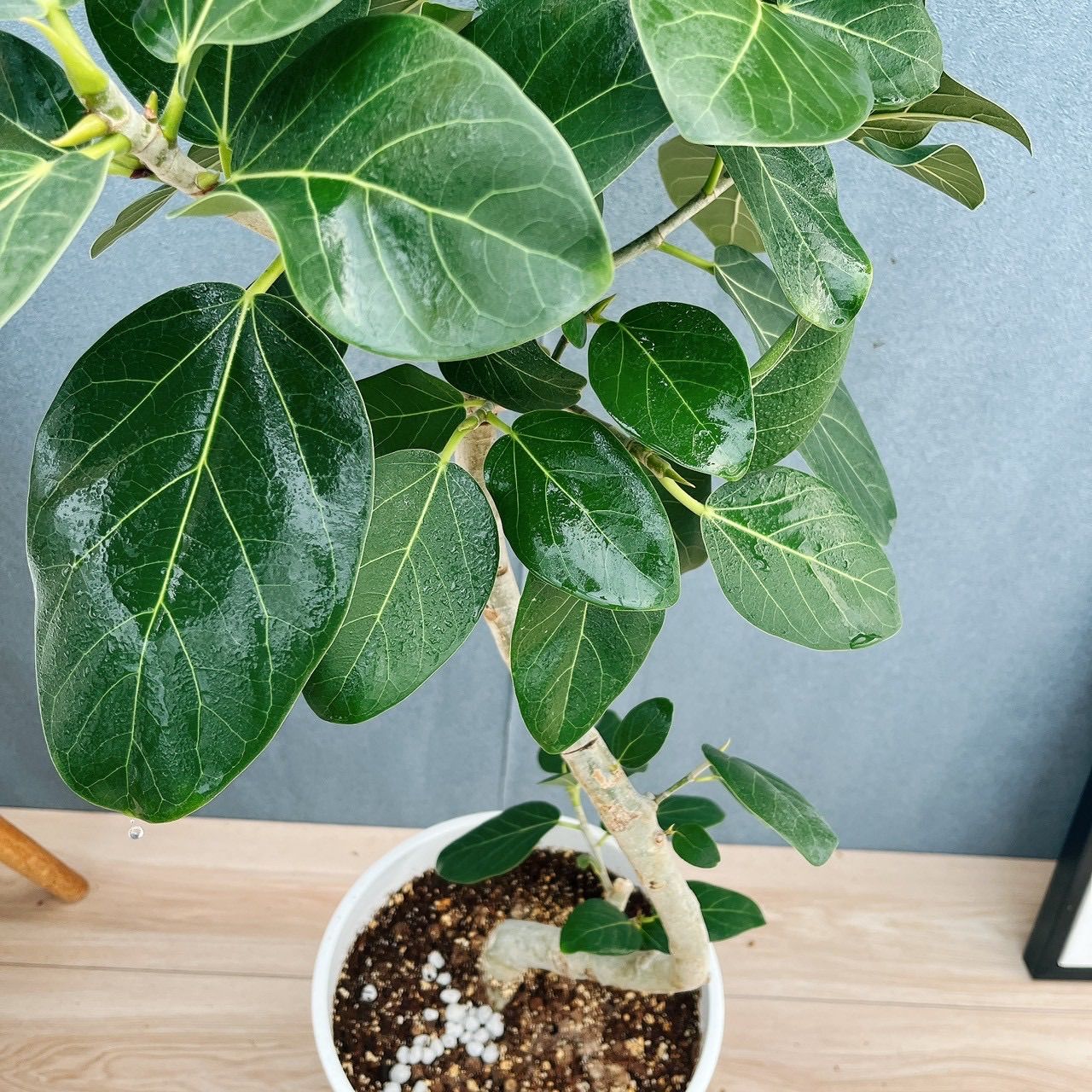 現品］A1 フィカス ベンガレンシス 曲がり 8号 観葉植物 室内 大型