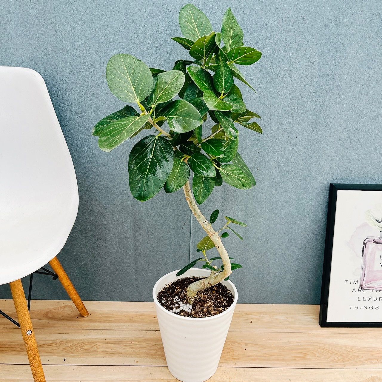 現品］A1 フィカス ベンガレンシス 曲がり 8号 観葉植物 室内 大型