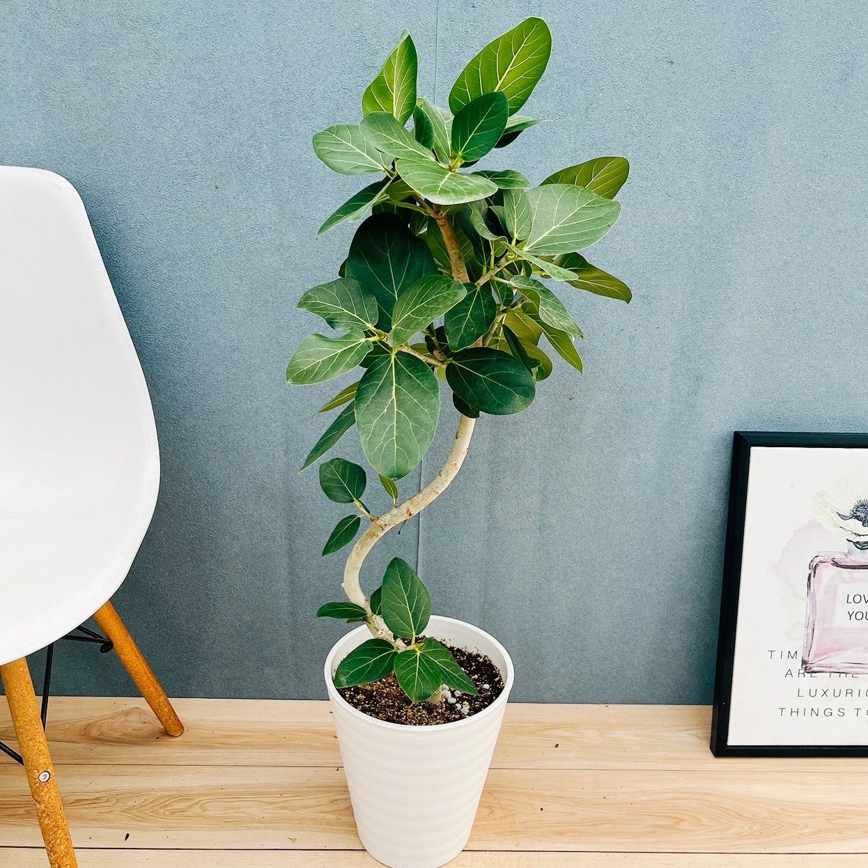 フィカス (現品) ベンガレンシス曲がり 根上り おしゃれ ８号 現品］A1 フィカス ベンガレンシス 曲がり 8号 観葉植物 室内 大型