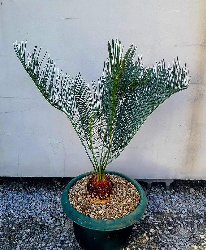 サイカス カイルンシアナ 発根良好！美苗！幹幅11cm!!cycas cairnsiana