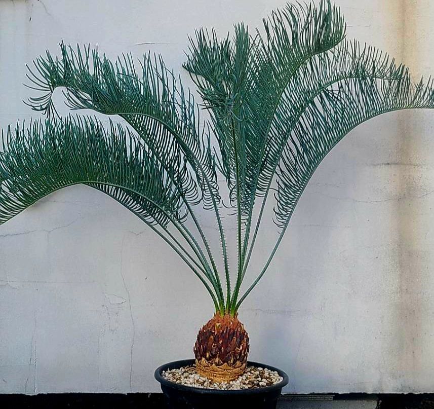 サイカス カイルンシアナ 発根良好！美苗！幹幅12cm!!cycas cairnsiana