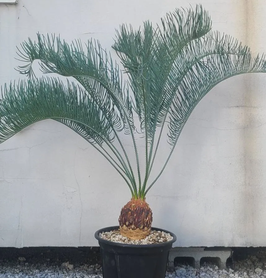 2026年最新】ソテツ カイルンシアナの人気アイテム - メルカリ