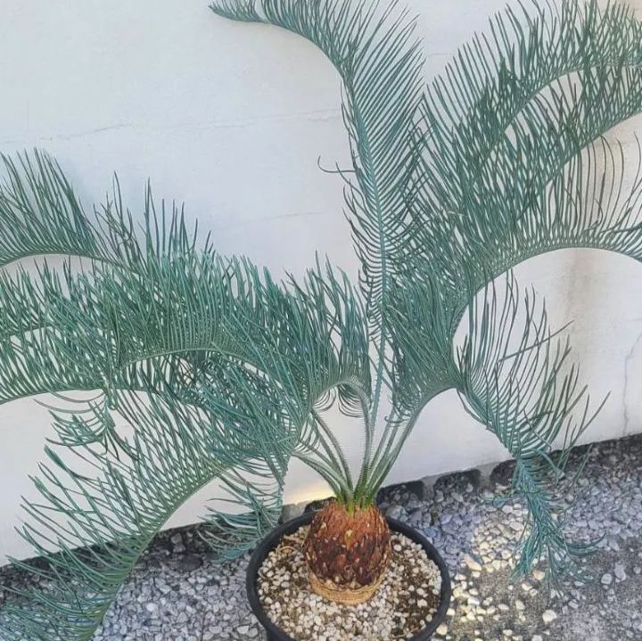 ブルーソテツ　サイカス　カイルンシアナ　② 鉢ごと　メルカリ便 楽天市場】【現品】ソテツ サイカス カイルンシアナ ブルー 球体直径約
