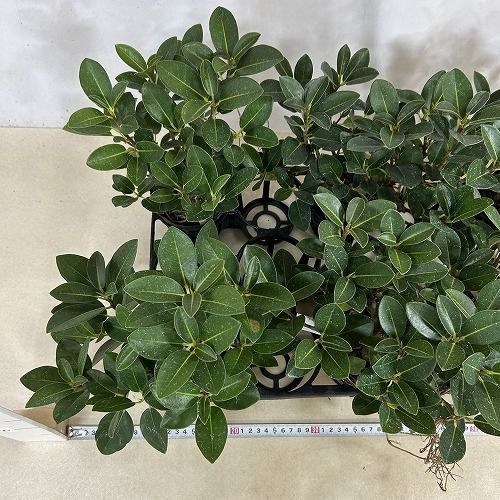 観葉植物 フィカス ルビギノーサ(フランスゴム) 盆栽仕立て 3.5号