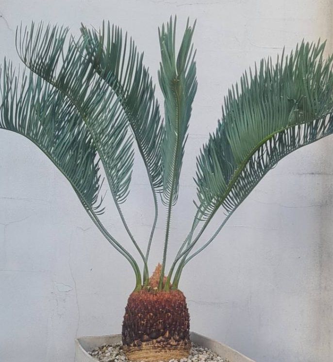 サイカス カイルンシアナ 発根良好！美苗！幹幅14cm!!cycas cairnsiana