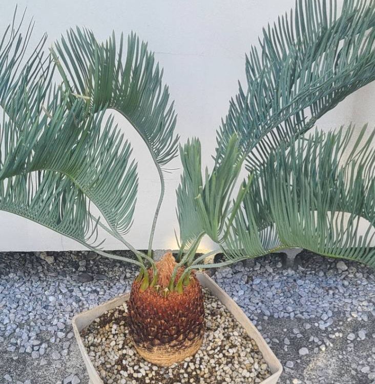 ブルーソテツ　サイカス　カイルンシアナ　① メルカリ便 サイカス カイルンシアナ 発根良好！美苗！幹幅14cm!!cycas cairnsiana