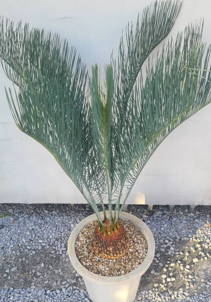 サイカス カイルンシアナ 発根良好！子株付き！美苗！幹幅13cm!!cycas