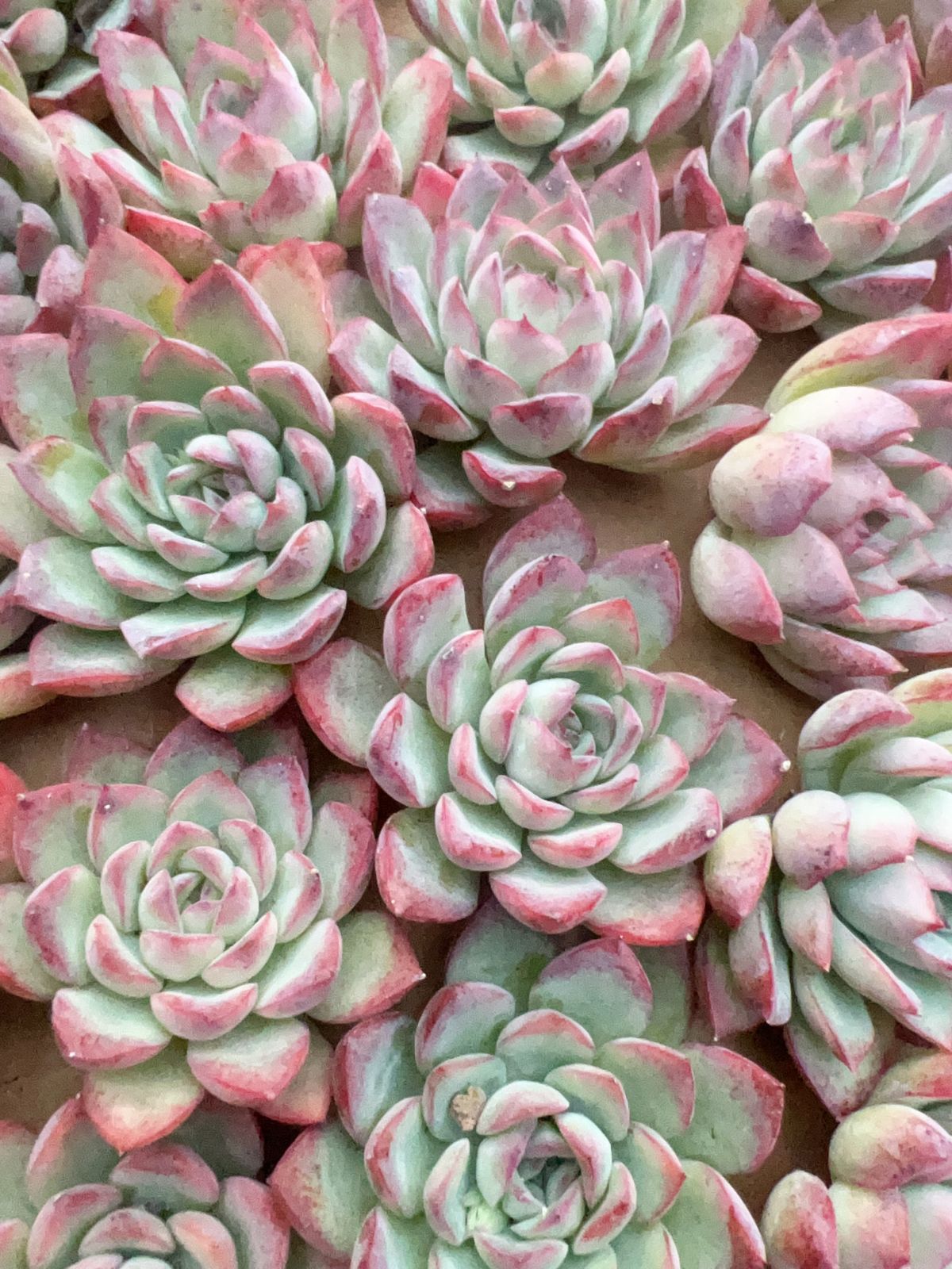 50株の抜き苗セット】ハス 多肉植物 佐川急便発送 エケベリア 韓国苗